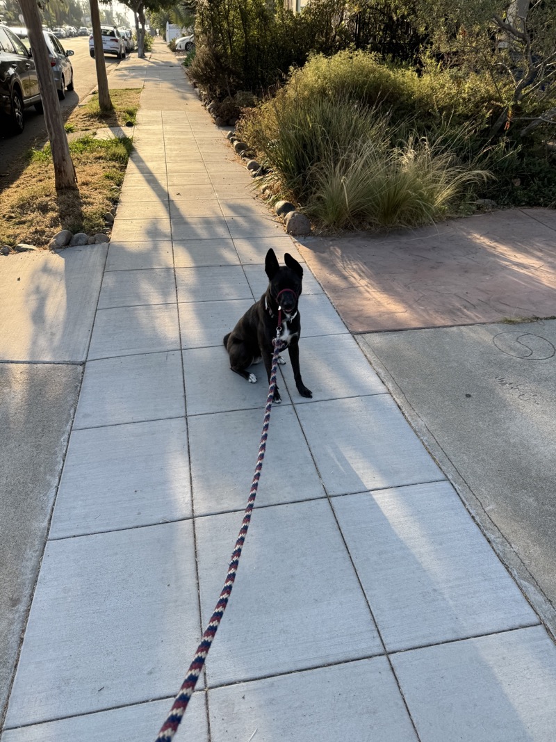 A picture of a black dog named Bowie sitting, taken on August 10 2024 at 7:28 am